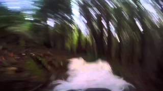 GoPro trail dog