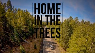 || Home in the Trees
