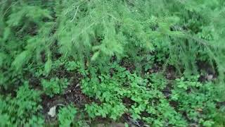 30. jul. 2020 Hovskogen, Askim overgrown trail.