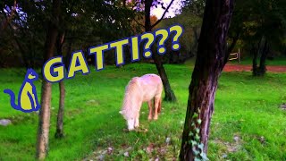 Single track Gatti (o minipony?)