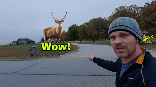 You Won’t Believe the Deer I Saw On This...
