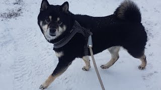 Taking shiba for a walk