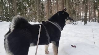 Shiba, winter & forest