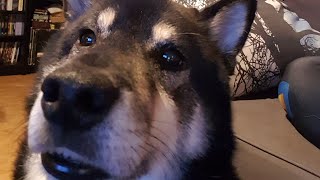 Doggo appreciating nu metal music from 2000