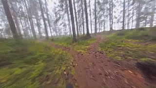 wet, log, rocks, roots. 17.12.2019