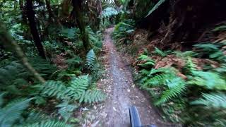 Hatu Patu @ Whakarewarewa Forest Rotorua