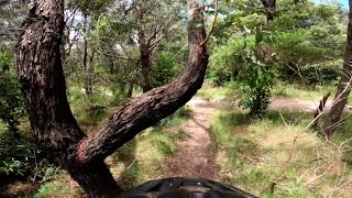 Wombat - Trail 4 Red Hill