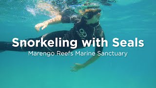Marengo Reef – Snorkeling with Seals