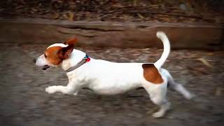 Captain Patch the Traildog