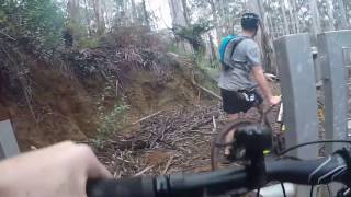 Toolangi Downhill