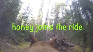 Honey bear joins the ride