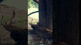 Scared Baby Racoon #shorts