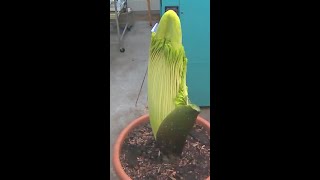 Perry the Corpse Flower Full Bloom Cycle  #shorts