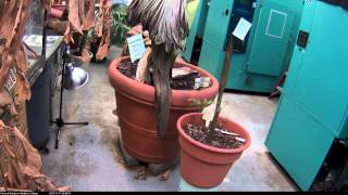 Perry the Corpse Flower wilting and Ruby Growing