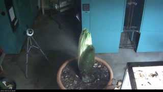 Perry the Corpse Flower ( Titan Arum ) growing...