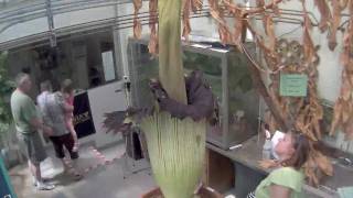 Corpse Flower Blooming on July 24th