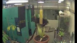 Gustavus Corpse Flower (Titan Arum) Blooming...
