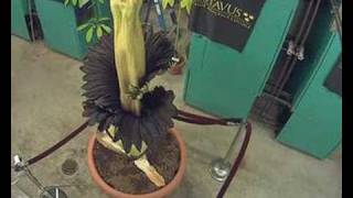 Gustavus Corpse Flower (Titan Arum) Blooming...