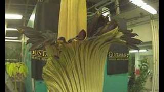 Gustavus Corpse Flower (Titan Arum) Blooming...