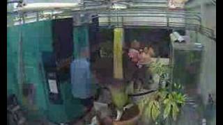 Gustavus Corpse Flower (Titan Arum) Blooming...