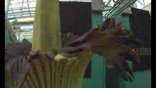Gustavus Corpse Flower (Titan Arum) Blooming...