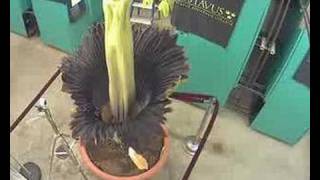 Gustavus Corpse Flower (Titan Arum) Blooming...