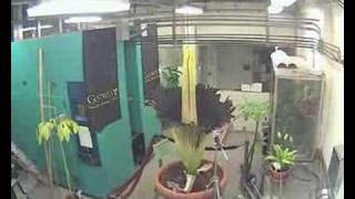Gustavus Corpse Flower (Titan Arum) Blooming...