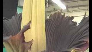 Gustavus Corpse Flower (Titan Arum) Blooming...
