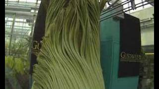 Gustavus Corpse Flower (Titan Arum) Blooming...