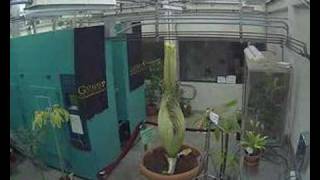 Gustavus Corpse Flower (Titan Arum) Blooming...