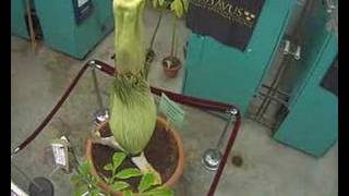 Gustavus Corpse Flower (Titan Arum) Blooming...