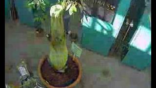 Gustavus Adolphus College (Titan Arum) May...