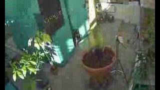Gustavus Corpse Flower (Titan Arum) May 8 - 10...