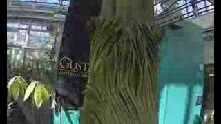 Gustavus Corpse Flower (Titan Arum) May 8 - 10...