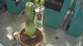 Gustavus Corpse Flower (Titan Arum) Bract Falling