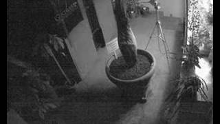 Gustavus Corpse Flower (Titan Arum) May 6-8 Cam 2