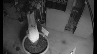 Gustavus Corpse Flower (Titan Arum) May 6-8 Cam 3
