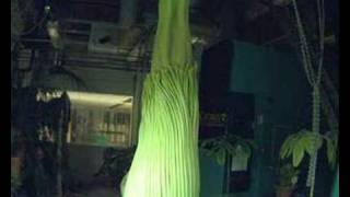 Gustavus Corpse Flower (Titan Arum) May 6-8 Cam 1