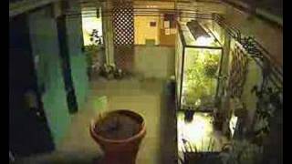 Gustavus Corpse Flower (Titan Arum) Mar 28 - May 5
