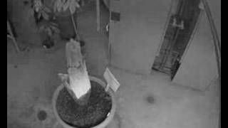 Gustavus Corpse Flower (Titan Arum) May 3-5 Cam 3
