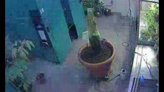 Gustavus Corpse Flower (Titan Arum) May 3-5 Cam 2