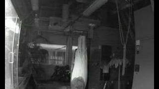 Gustavus Corpse Flower (Titan Arum) May 3-5 Cam 1