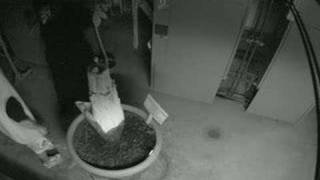 Gustavus Corpse Flower (Titan Arum) Gets Some...
