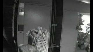 Gustavus Corpse Flower (Titan Arum) Apr26-May3...