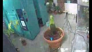 Gustavus Corpse Flower (Titan Arum) Apr27-May3...
