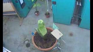 Gustavus Corpse Flower (Titan Arum) May 1-3 ...