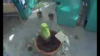 Gustavus Corpse Flower (Titan Arum) May 1st...