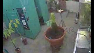 Gustavus Corpse Flower (Titan Arum) May 1st...