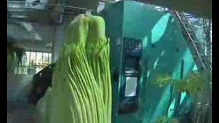 Gustavus Corpse Flower (Titan Arum) May 1st...