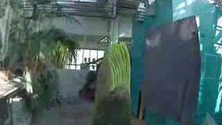 Gustavus Corpse Flower (Titan Arum)